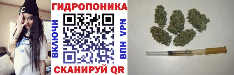 Канабис OG Kush Чернушка